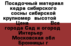 Посадочный материал кедра сибирского (сосны сибирской) крупномер, высотой 3-3.5  › Цена ­ 19 800 - Все города Сад и огород » Интерьер   . Московская обл.,Бронницы г.